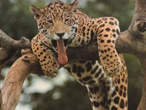 Funny Animals: Funny Leopard Images