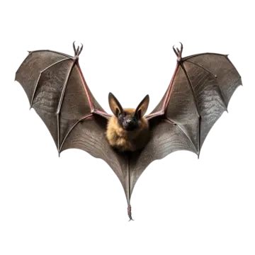 Bat Wings Spread PNG Transparent Images Free Download | Vector Files ...