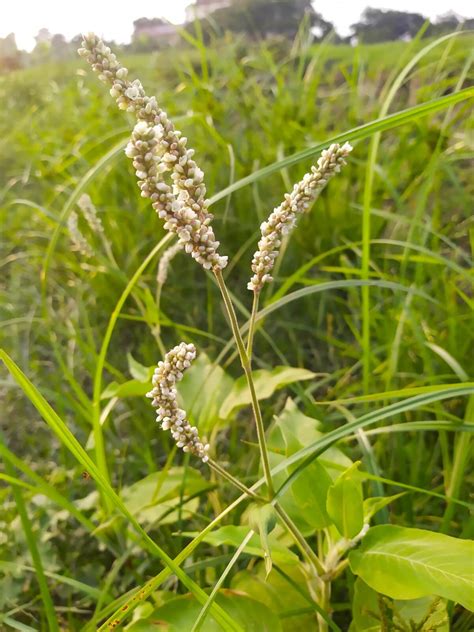 Swamp Smartweed - Lake Restoration