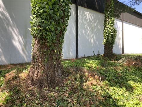 Controlling English Ivy Saves Trees and Combats Climate Change