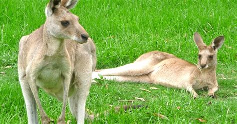 Animal Six Video HD Quality: Kangaroo - Animal Six