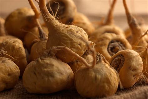 Maca Para Qu Sirve Qu Es Tipos Vitaminas Y M S