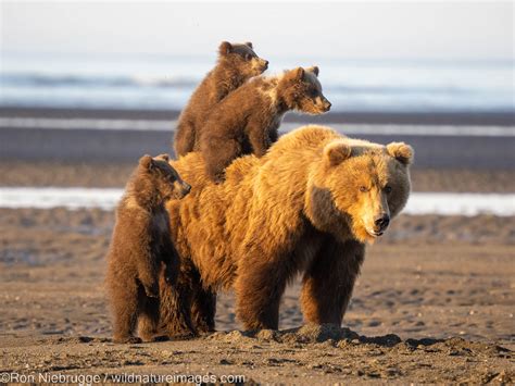 Grizzly Bear Cubs | Lake Clark National Park, Alaska | Photos by Ron ...