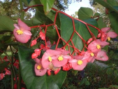 Wax Begonia, Fibrous Begonia: A Profile of Annuals | HowStuffWorks