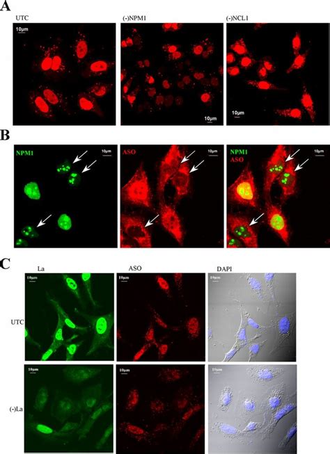 Reduction Of Npm Or La Can Moderately Reduce Nuclear Aso Levels A