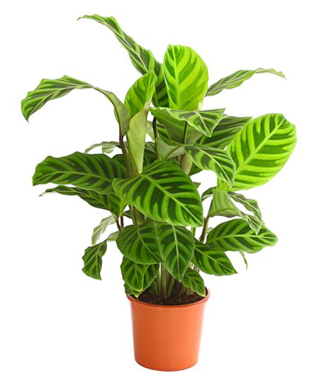 Korbmarante Calathea Zebrina Dehner