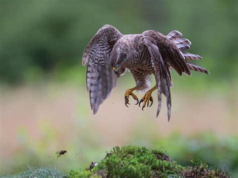 Goshawk Bird Facts (Accipiter gentilis) | Birdfact