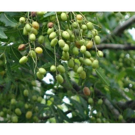 Neem Tree Seeds, For Germination at best price in Dehradun | ID: 17693357997