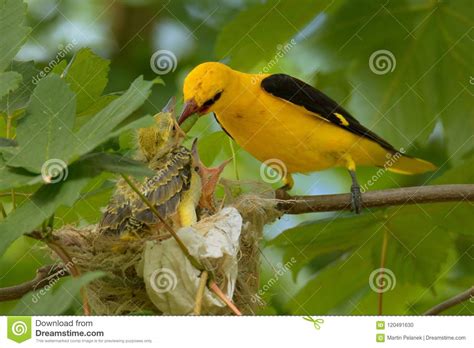 Eurasian Golden Oriole Oriolus Oriolus - Male Sitting Near the Nest ...