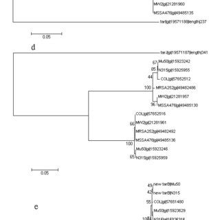 Phylogenetic Analysis To Identify Tar Tag Orthologs In S Aureus The