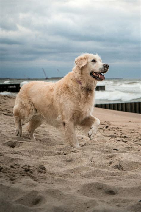 A Golden Retriever at the Beach · Free Stock Photo