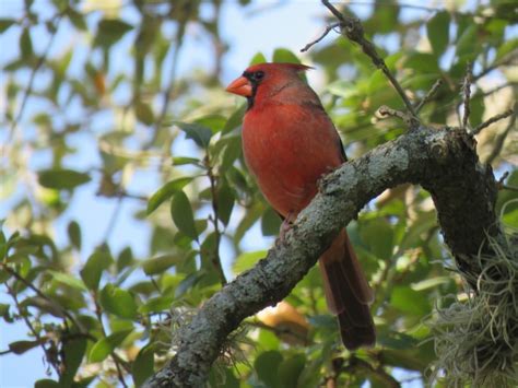 Proven Ways To Attract Cardinals To Your Yard Feeders Easy Guide