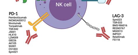 Enhancing Nk Cell Functions Through Immune Checkpoint Blockade Several Download Scientific