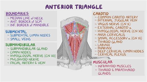 Superficial structures of the neck: Anterior triangle: Video, Causes ... 