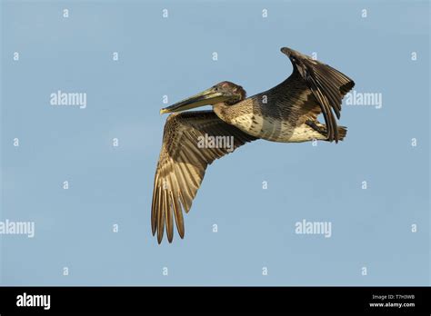 Immature Brown Pelican Pelecanus Occidentalis In Full Breeding