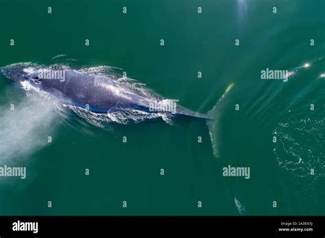 Usa Alaska Aerial View Of Humpback Whale Megaptera Novaeangliae