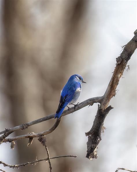 Blue Bird Brightening Its Habitat Photograph by Belinda Greb - Fine Art ...