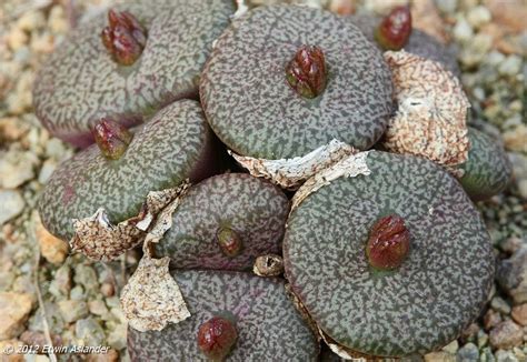 Conophytum Obcordellum Ssp Ceresianum Planting Succulents Desert