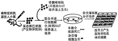 下图是单克隆抗体制备流程阶段示意图（1） 技术是