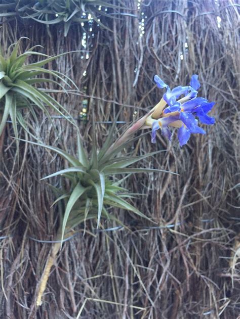 Tillandsia Bergeri Plantas De Aire Colgantes Plantas Aéreas Plantas