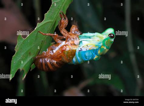 Costa Rica Cicada Hi Res Stock Photography And Images Alamy