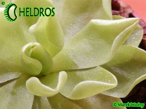 TŁUSTOSZ Pinguicula PIROUETTE Heldros pl Heldros