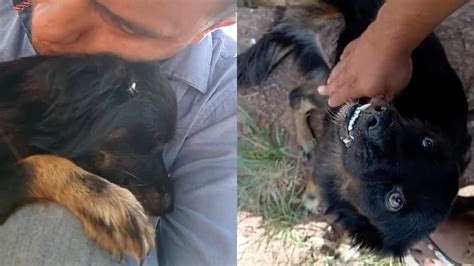 El Emotivo Reencuentro De Un Hombre Con Su Perrito Robado Hace Un A O