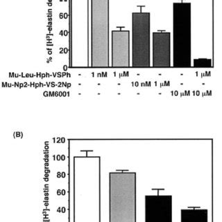 MRNA Expression Of Cathepsins During Macrophage Differentiation A