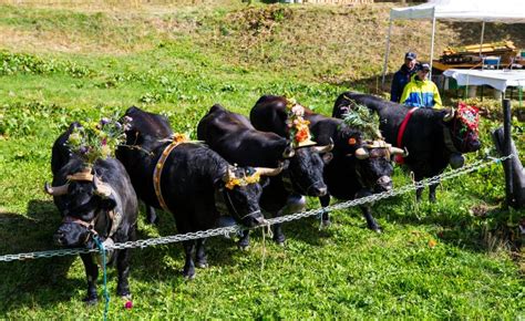 Les désalpes au Val d Anniviers Site officiel du Val dAnniviers