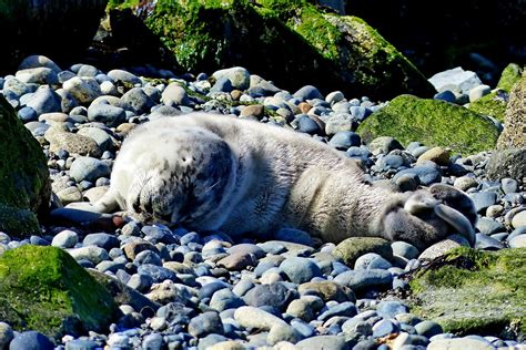 Buzz's Marine Life of Puget Sound: HARBOR SEAL PUPPING SEASON 2015