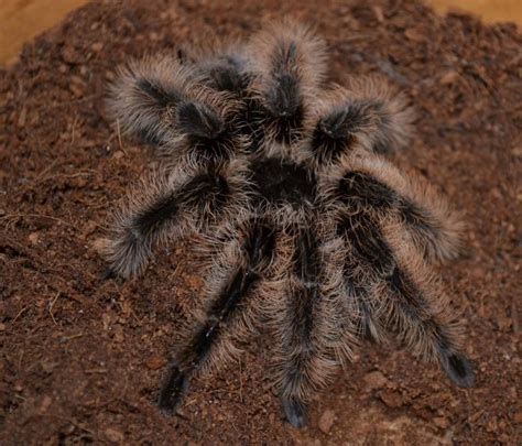 Curly Hair Tarantula Spiderling