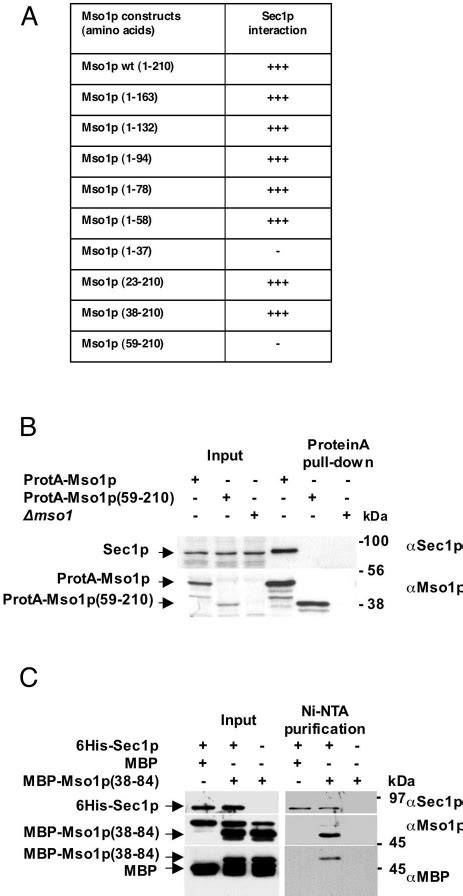 Mapping Of The Mso P Domain Responsible For Sec P Interaction A