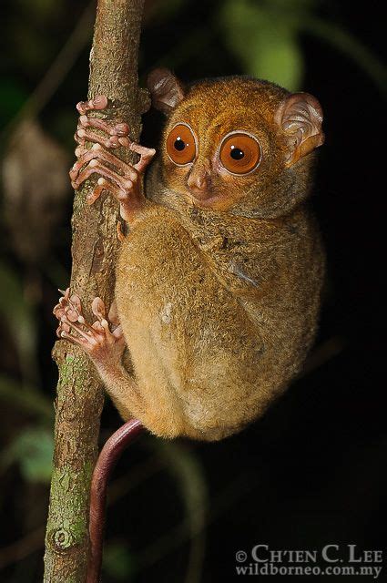 Cephalopachus Bancanus Borneanus The Western Tarsier Also Known