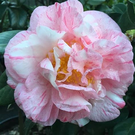 Camellia Carter S Sunburst