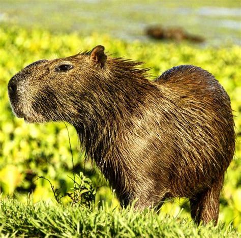 Discovery Discoverychannel On Instagram Capybaras Are The Largest