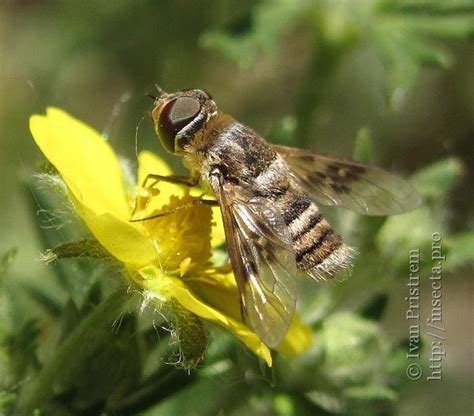 Photo 51164 Bombyliidae Sp