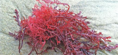 Gracilaria Graceful Redweed Tropical Seaweed Innovation Network