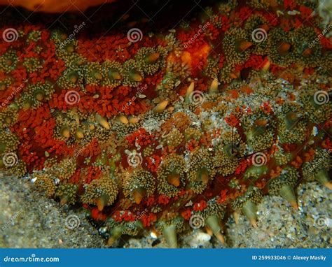 Estrella Marina Espinosa Marthasterias Glacialis Extremo Closeup