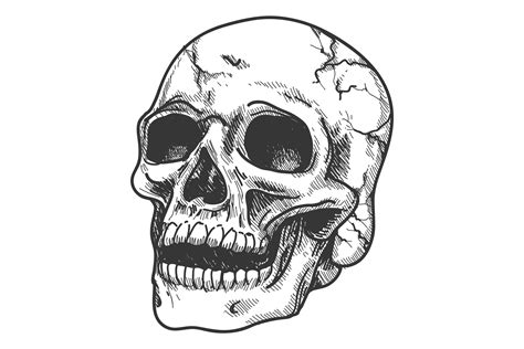 Skull Sketch Human Anatomy Drawing Hea Graphic By Vectortatu