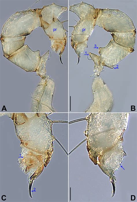 Belisana Cucphuong Sp Nov Holotype Male A B Palp Bulb Removed