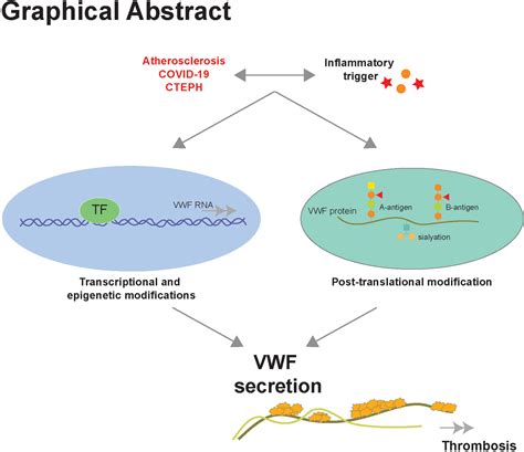 Regulation Of Vwf Von Willebrand Factor In Inflammatory Thrombosis