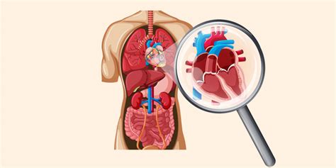 Aortic Valve Regurgitation: Symptoms, Causes, and Diagnosis - heartathon.com