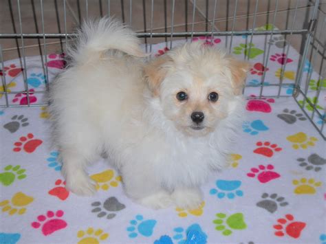 Albert Male PomaPoo (Pomeranian/Poodle) | Buy Puppies in Tucson with ...