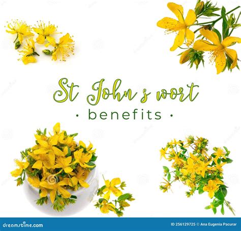 St John S Wort Benefits Illustration Idea Cover Stock Image - Image of wort, idea: 256129725