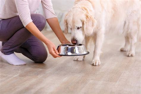 3 Tricks for Switching Dog Food Without Making Your Dog Sick