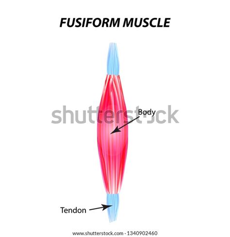 Structure Skeletal Muscle Fusiform Muscle Tendon Stock Vector Royalty Free 1340902460