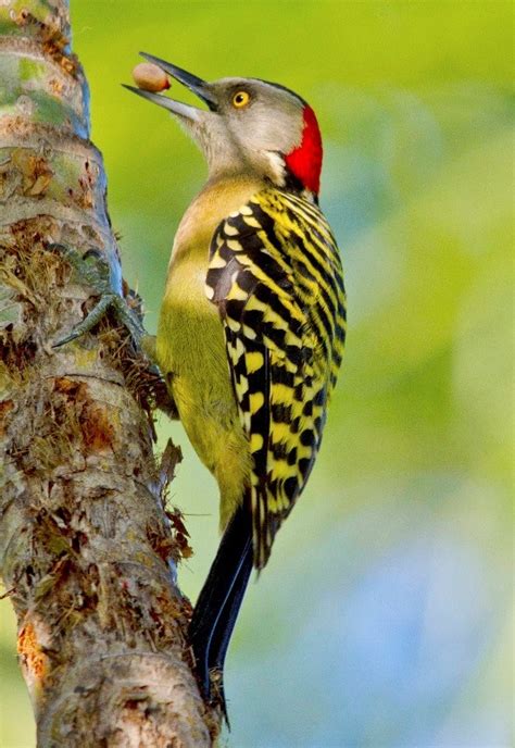 Hispaniolan Woodpecker – birdfinding.info