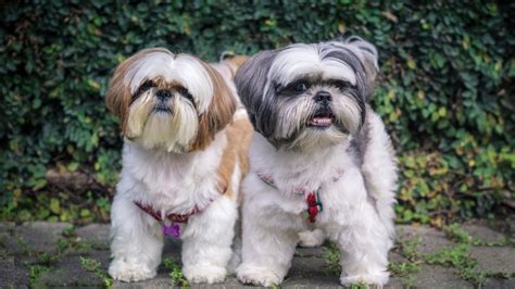 Shih Tzu Nome De Cachorro De Rico - 17 Ideias De Nome Para Cachorro Shih Tzu