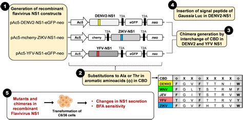 Gaussia Luciferase Glow Assay Kit Thermo Fisher Bioz