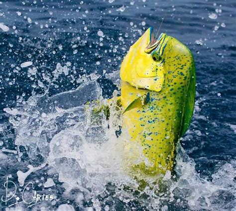 Mahi Mahi Dorado Dolphin Photo By David Cartee Mosaic Diy Mahi Mahi